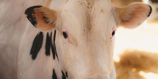 cow in a farm