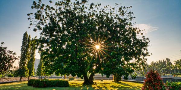 Beautiful Tree