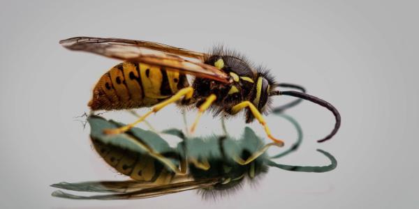 Wasp reflection