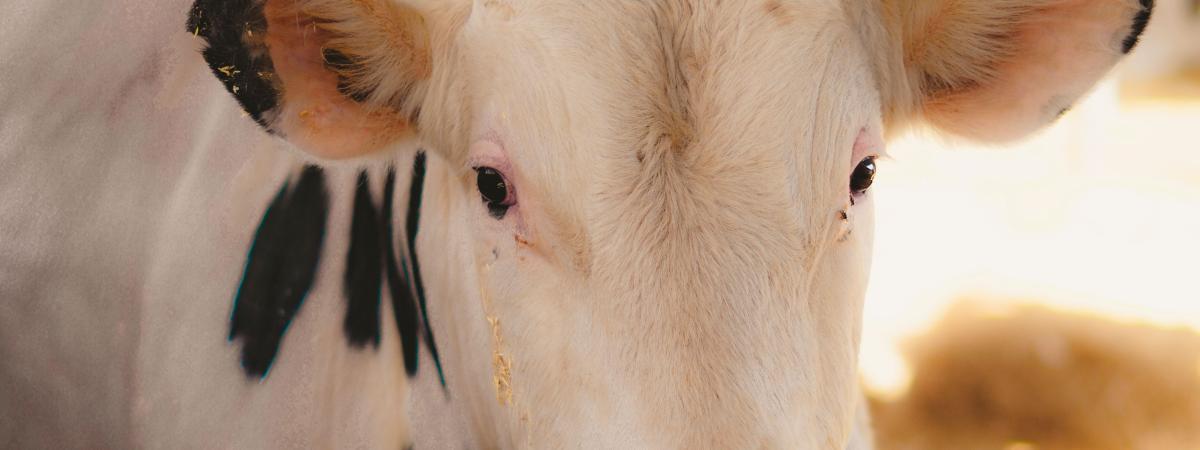 cow in a farm