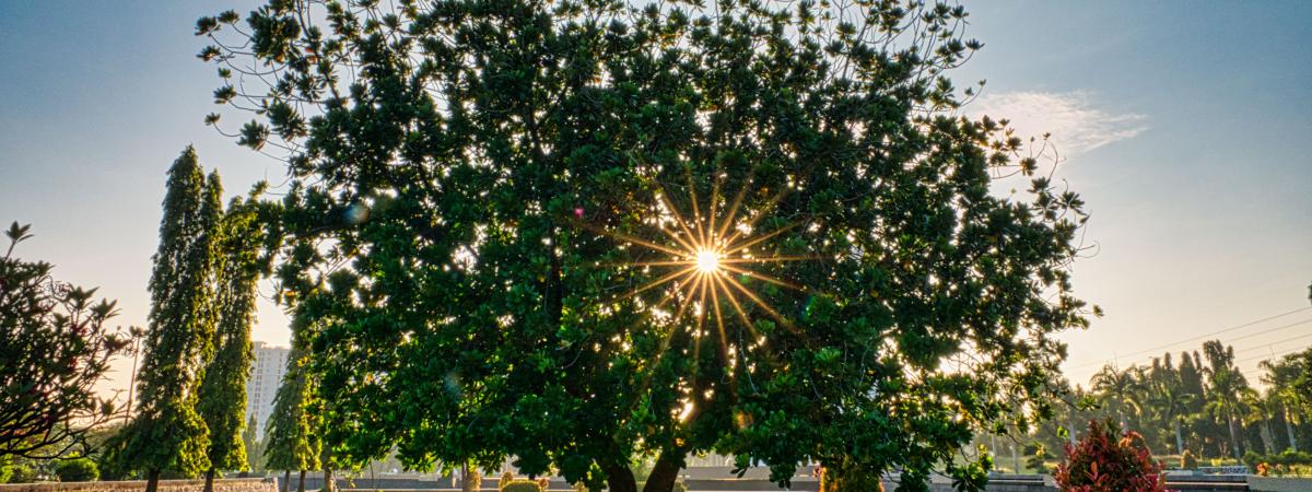 Beautiful Tree