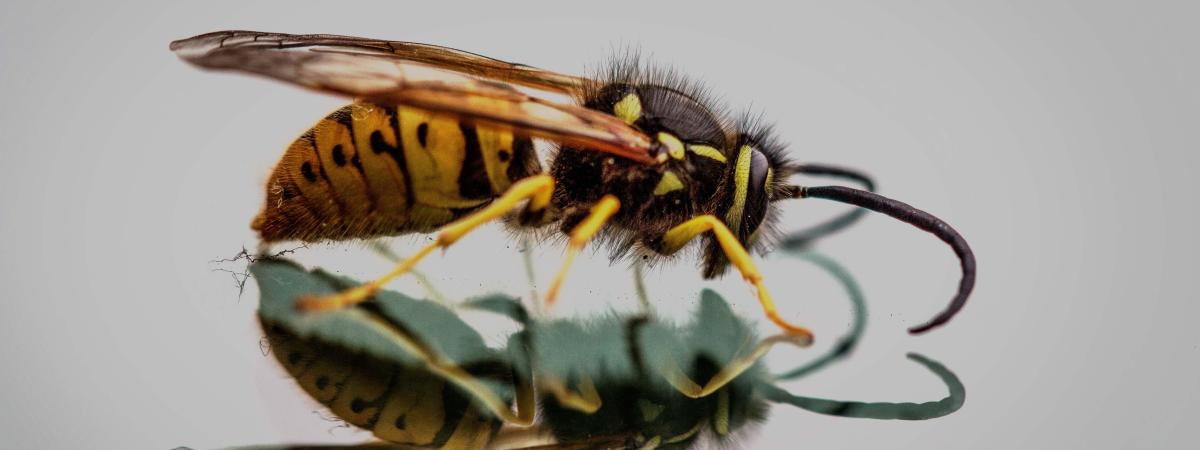 Wasp reflection